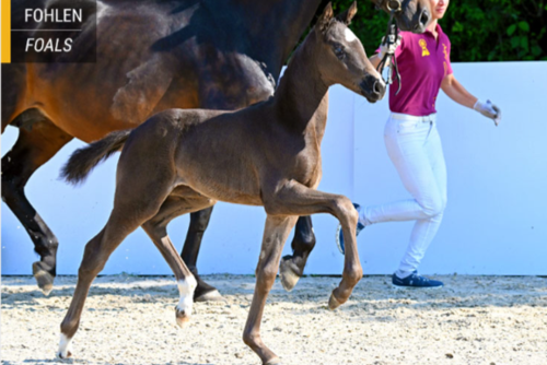 vente aux enchères online de foals DSP.